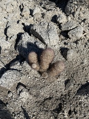 Mammillaria dioica dioica