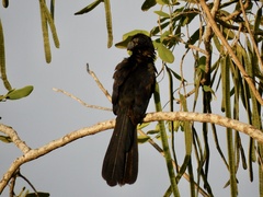 Crotophaga sulcirostris
