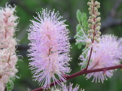 Mimosa distachya