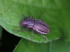 Naupactus leucoloma