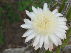 Stenocereus gummosus