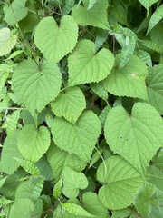 Vitis tiliifolia