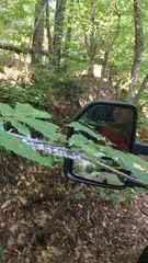 Grylloprociphilus imbricator