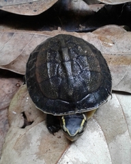 Cuora amboinensis kamaroma