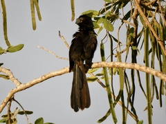 Crotophaga sulcirostris