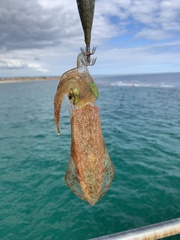 Sepioteuthis australis