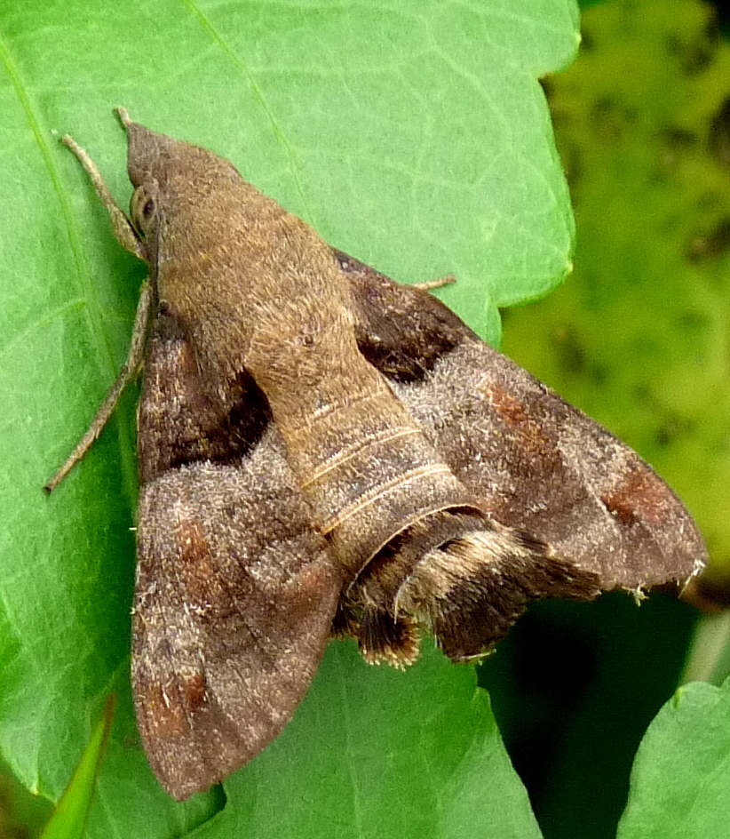Macroglossum gyrans
