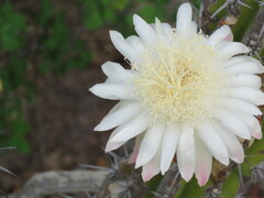 Stenocereus gummosus