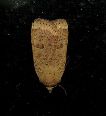 Abagrotis alternata