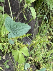 Dioscorea galeottiana