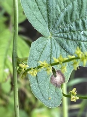Dioscorea galeottiana