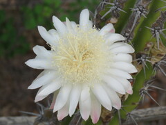 Stenocereus gummosus