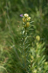 Lespedeza