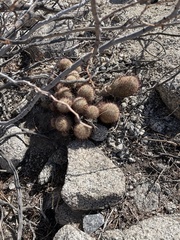 Mammillaria dioica dioica