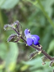 Salvia amarissima