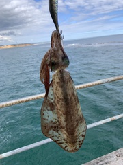 Sepioteuthis australis