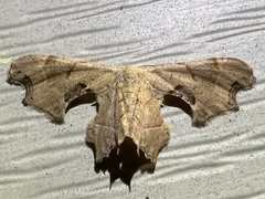 Calledapteryx dryopterata