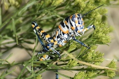 Dactylotum bicolor