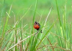 Leistes militaris