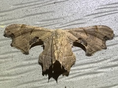 Calledapteryx dryopterata