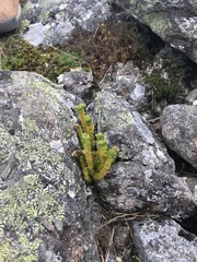Huperzia appressa