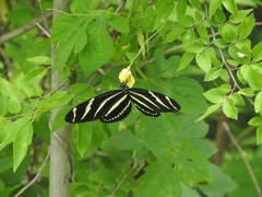 Heliconius charithonia