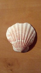 Bractechlamys vexillum