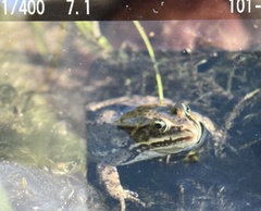 Rana luteiventris