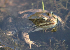 Rana luteiventris