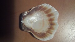Bractechlamys vexillum