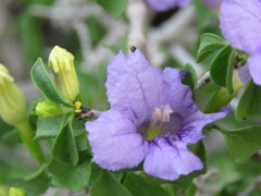 Ruellia californica peninsularis