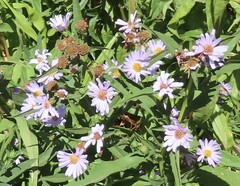 Symphyotrichum chilense