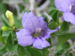 Ruellia californica peninsularis