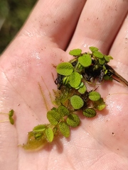 Salvinia natans