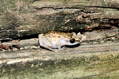 Eleutherodactylus campi