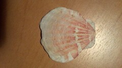 Bractechlamys vexillum