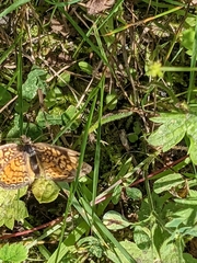 Phyciodes tharos