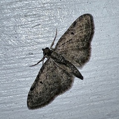 Eupithecia miserulata