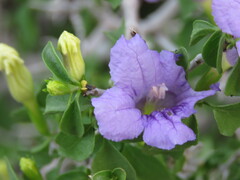 Ruellia californica peninsularis
