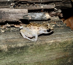Eleutherodactylus campi