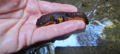 Taricha granulosa