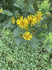 Silphium