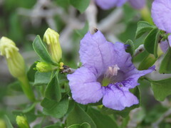 Ruellia californica peninsularis