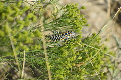 Dactylotum bicolor