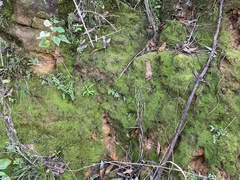 Adiantum aethiopicum