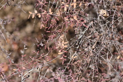 Pellaea andromedifolia