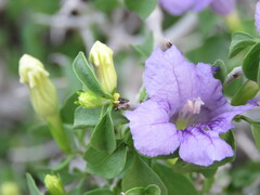 Ruellia californica peninsularis