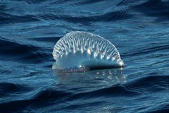Physalia physalis