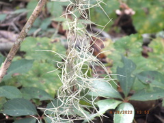 Tillandsia usneoides
