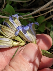 Gentiana